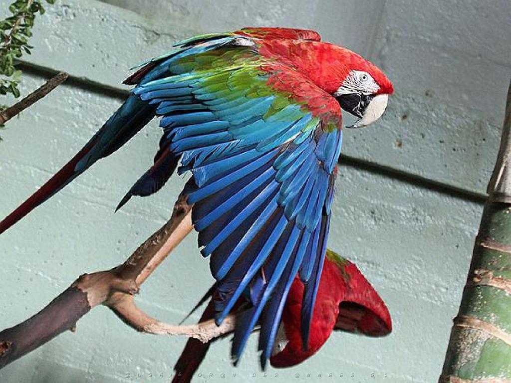 101PARC AUX OISEAUX DANS L AIN 2016 3_000021.jpg